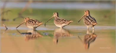<p>BEKASINA OTAVNÍ (Gallinago gallinago) Českobudějovicko ----- /Common snipe - Bekassine/</p>